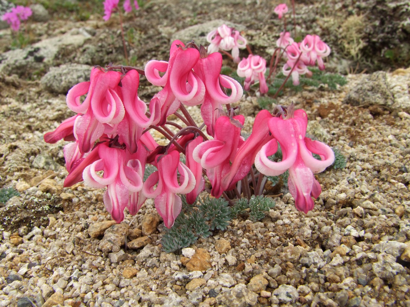 Изображение особи Dicentra peregrina.