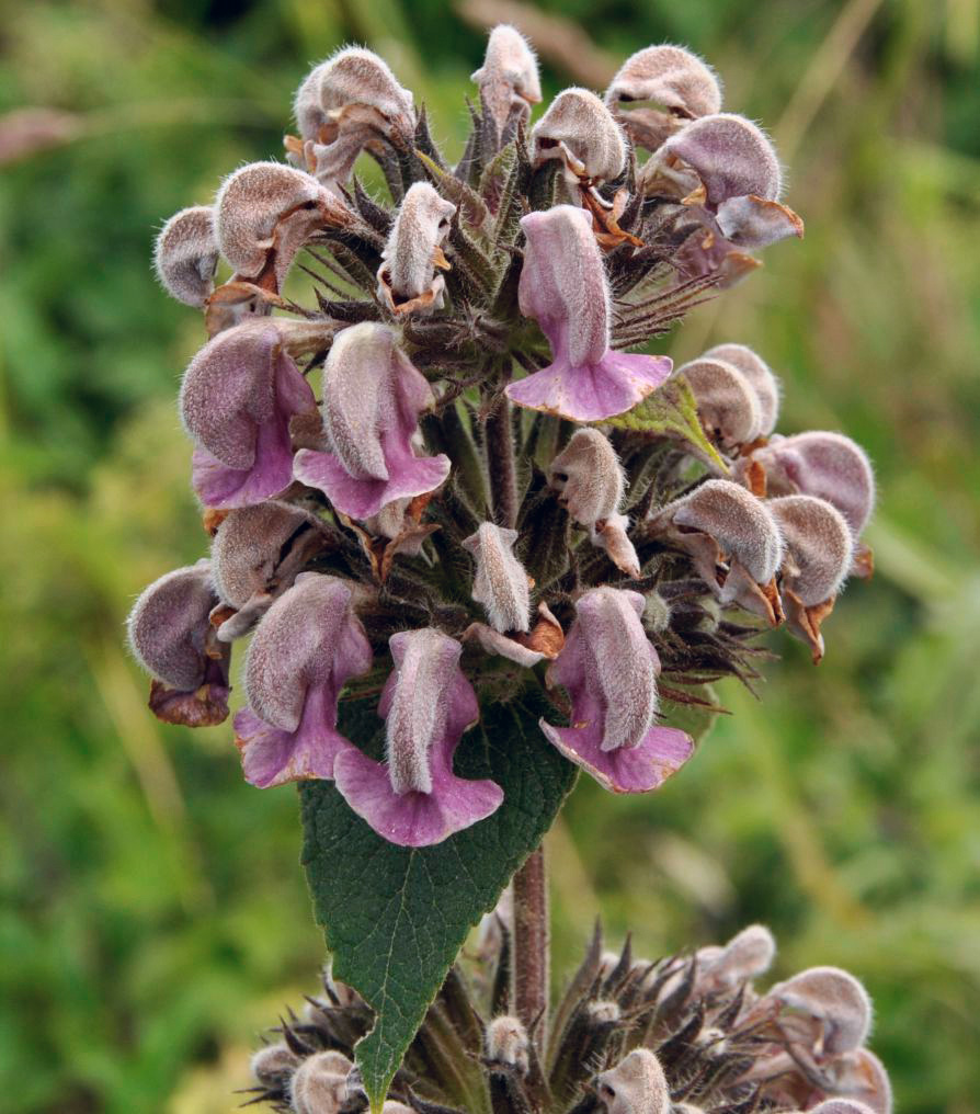 Изображение особи Phlomis samia.