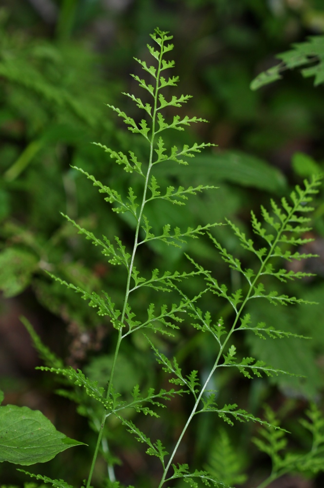 Изображение особи Dennstaedtia wilfordii.