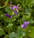 род Campanula