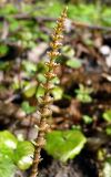 Equisetum pratense