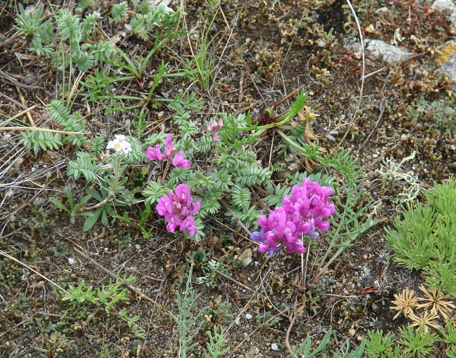 Изображение особи Oxytropis coerulea.