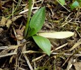 Spiranthes spiralis