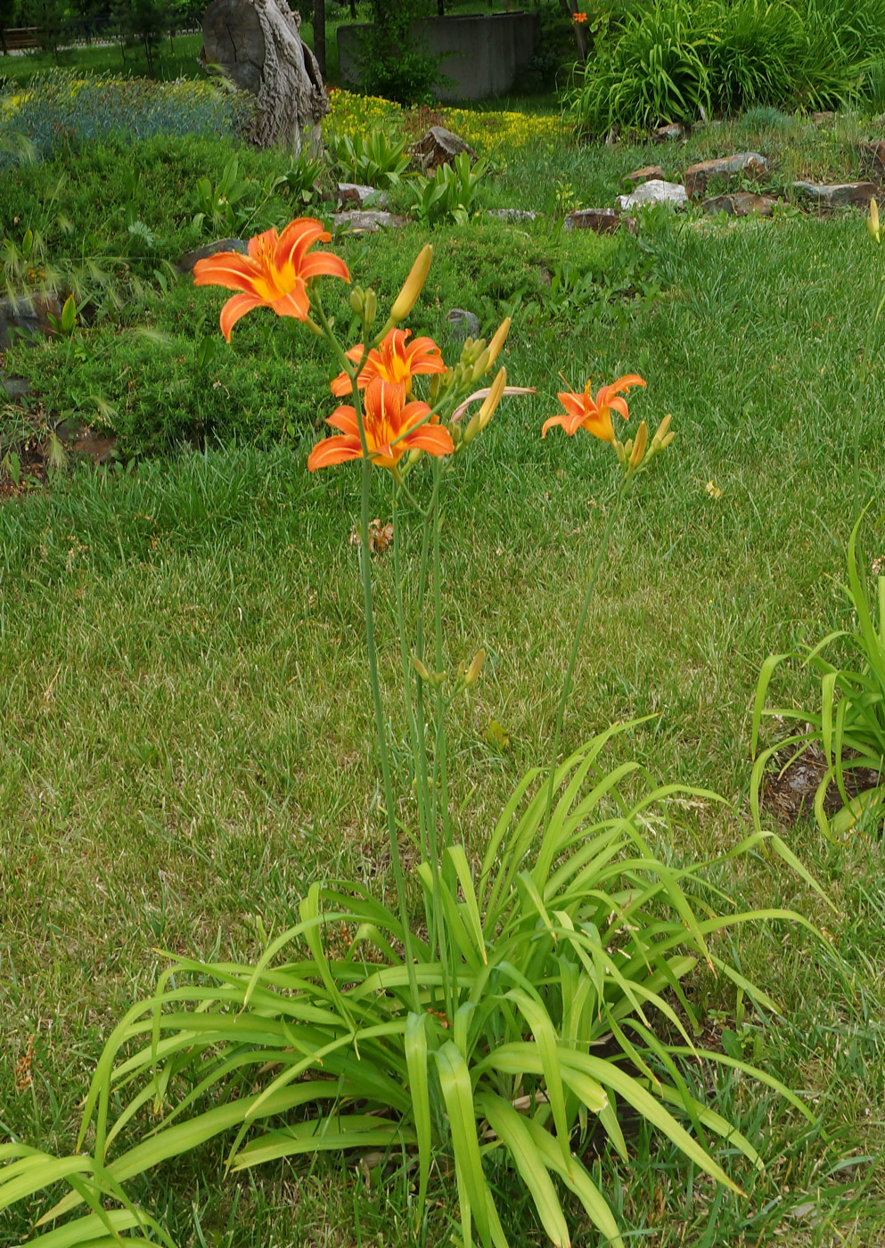 Image of Hemerocallis fulva specimen.