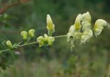 Aconitum anthoroideum