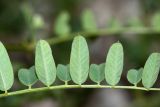 Vicia japonica. Часть листа. Приморский край, Кавалеровский р-н, окр. пгт Кавалерово, памятник природы \"Скала Дерсу-Узала\", на юго-западном щебнистом склоне под скалами у вершины. 19.06.2018.