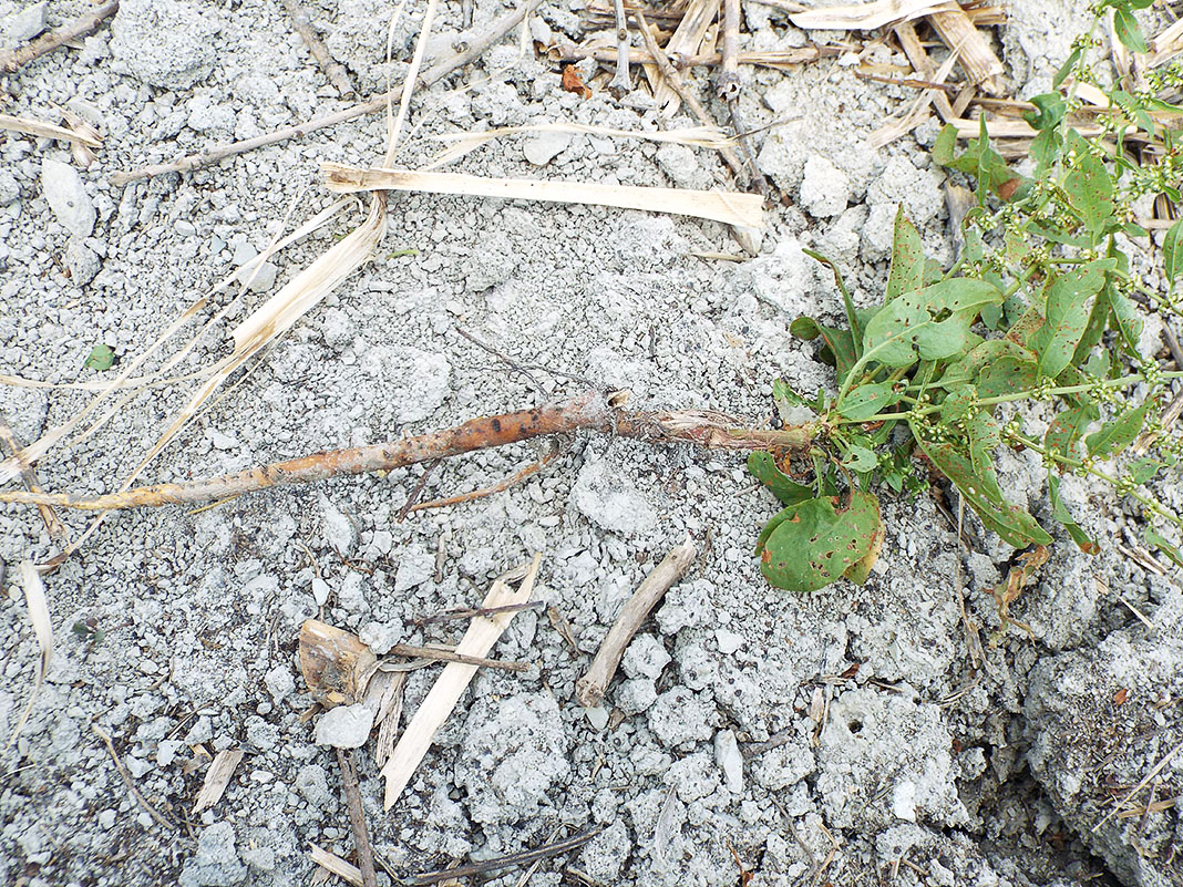 Image of Rumex conglomeratus specimen.