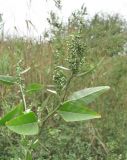 Atriplex sagittata. Верхушка веточки с незрелыми плодами. Краснодарский край, Абинский р-н, г. Абинск, рудеральное место. 25.09.2018.