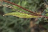 Crepis setosa. Часть стебля с листом и основанием пазушного побега. Крым, Бахчисарайский р-н, пос. Голубинка, обочина дороги. 19.06.2017.