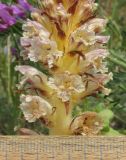 Orobanche minor. Часть соцветия. Крым, Симферопольский р-н, окр. с. Живописное, склон долины р. Чуюнча, степь (паразитирует на Chondrilla juncea). 24 мая 2019 г.