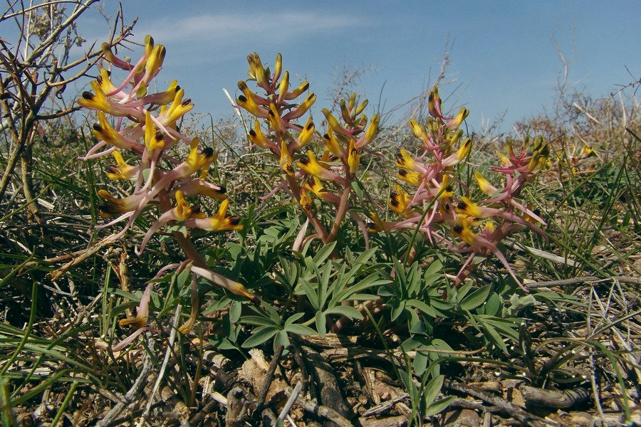 Изображение особи Corydalis ainae.