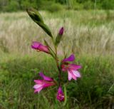 Gladiolus italicus