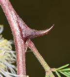Mimosa aculeaticarpa