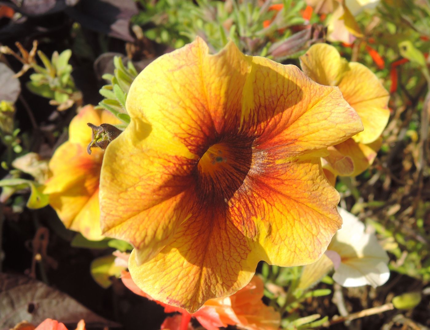 Изображение особи Calibrachoa elegans.