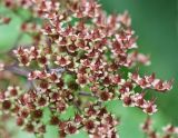 Rodgersia aesculifolia. Часть соплодия. Республика Коми, г. Сыктывкар, ул. Ботанический сад, Ботсад СГУ. 14.09.2019.