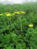 Doronicum macrophyllum