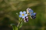 Myosotis alpestris