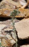 Potentilla sericea. Лист. Алтай, Кош-Агачский р-н, 5 км ЮВ с. Чаган-Узун, долина р. Тыдтуярык, каменистая осыпь. 21 июня 2022 г.