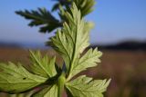 Pimpinella rhodantha. Часть листа (нижняя сторона). Республика Адыгея, Майкопский р-н, ок. 7 км к югу от с. Новопрохладное, хр. Ду-Ду-Гуш, выс. ок. 1570 м н.у.м., субальпийский луг. 30.07.2022.