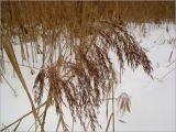 Phragmites australis