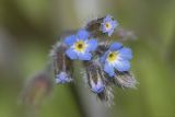 Myosotis ramosissima