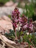 Corydalis ledebouriana. Цветущие растения. Узбекистан, Ташкентская обл., западные отроги Чаткальского хребта, Большой Чимган, ур. Аксай, каменисто-мелкоземистый склон, около 2000 м н.у.м. 28.04.2023.