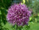 Allium aflatunense. Соцветие. Окр. Томска, дачный участок, в культуре. 7 июля 2010 г.