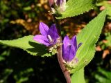 Campanula cephalotes