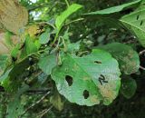 Alnus barbata. Верхушка ветви с повреждёнными личинками насекомых листьями и отцветшими женскими соцветиями. Абхазия, Гагрский р-н, берег р. Бзып. 13.06.2012.