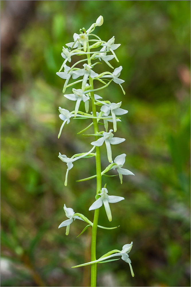 Изображение особи Platanthera bifolia.