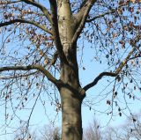 Fagus sylvatica