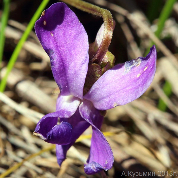 Фиалка сомнительная (Viola ambigua)