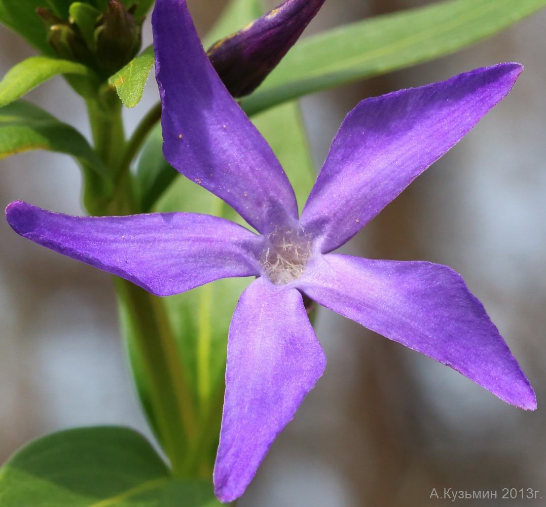 Изображение особи Vinca herbacea.