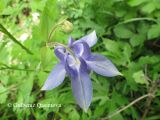 Aquilegia olympica