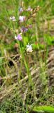 Astragalus austriacus