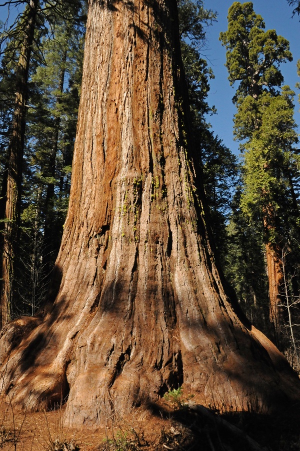 Изображение особи Sequoiadendron giganteum.