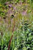 Heracleum sibiricum