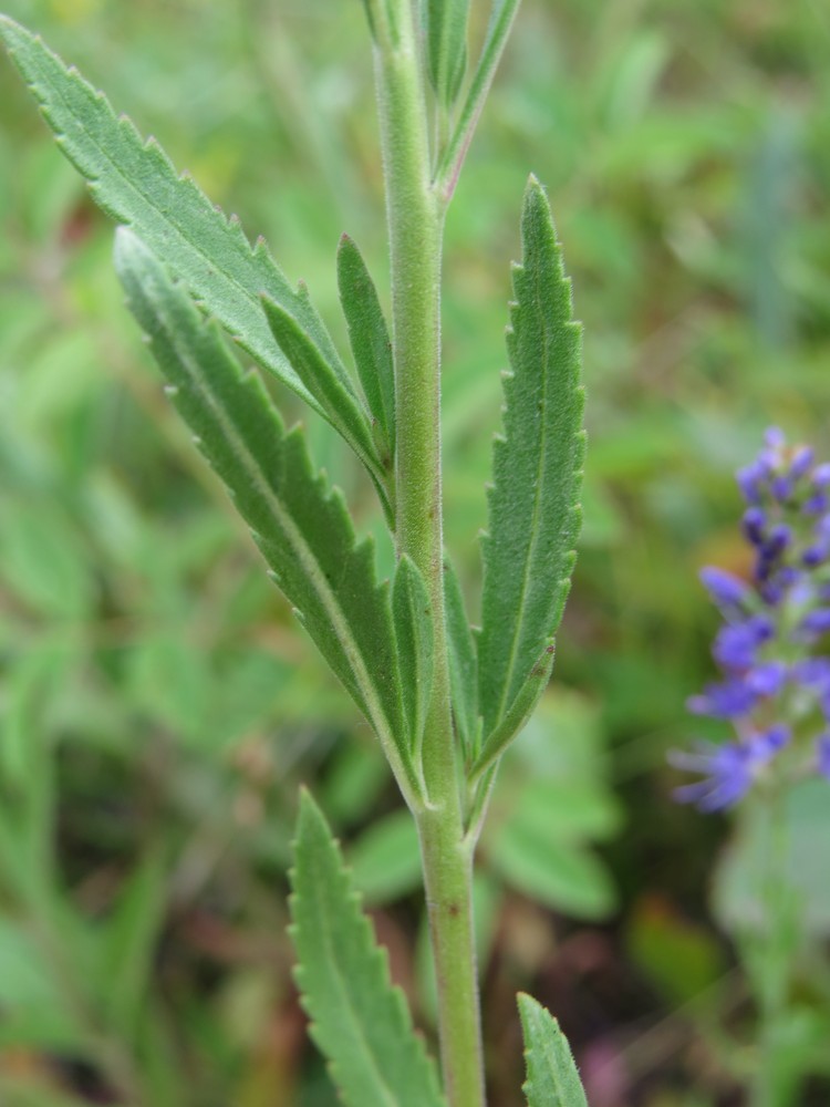 Image of Veronica spuria specimen.