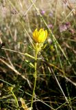 Haplophyllum suaveolens. Верхушка цветущего растения. Крым, Симферопольский р-н, окр. пос. Лозовое. 02.07.2014.