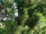 Pinus sibirica. Ветви дерева. Кемеровская обл., г. Прокопьевск. 06.07.2014.