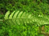 Dryopteris cristata