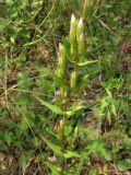 Gentianella acuta