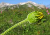 Doronicum macrophyllum