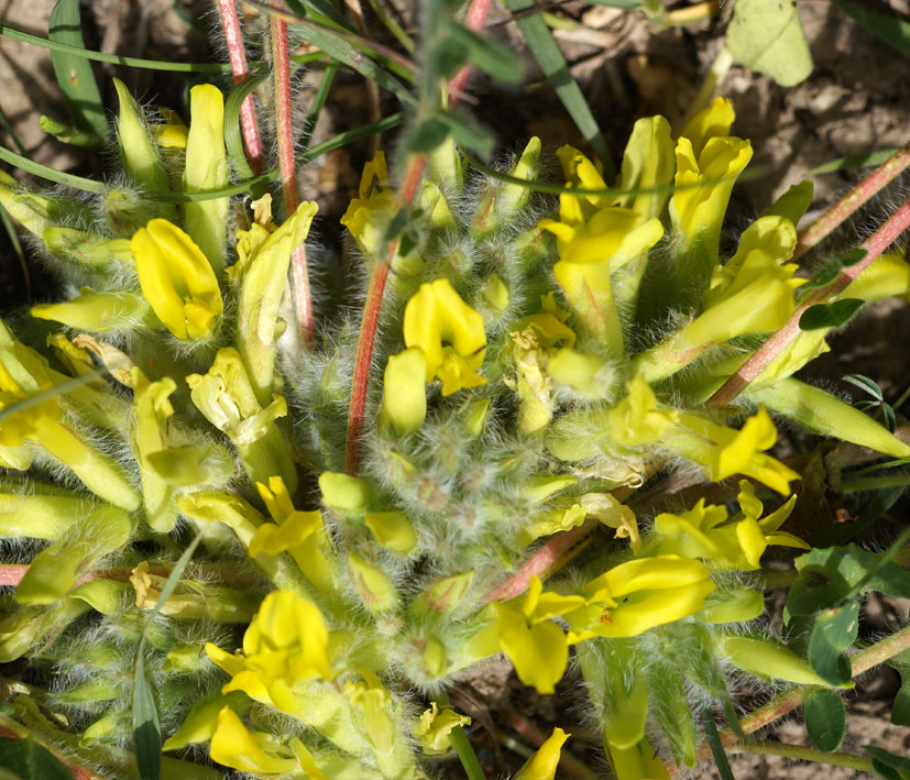 Image of Astragalus andaulgensis specimen.