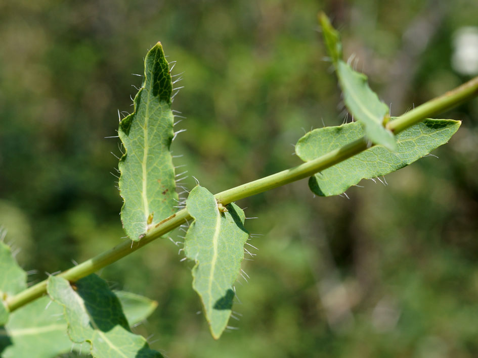 Изображение особи Hieracium virosum.