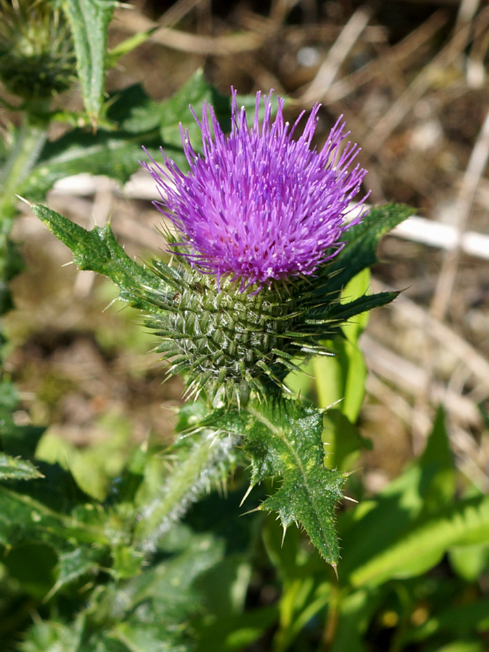 Изображение особи Cirsium vulgare.