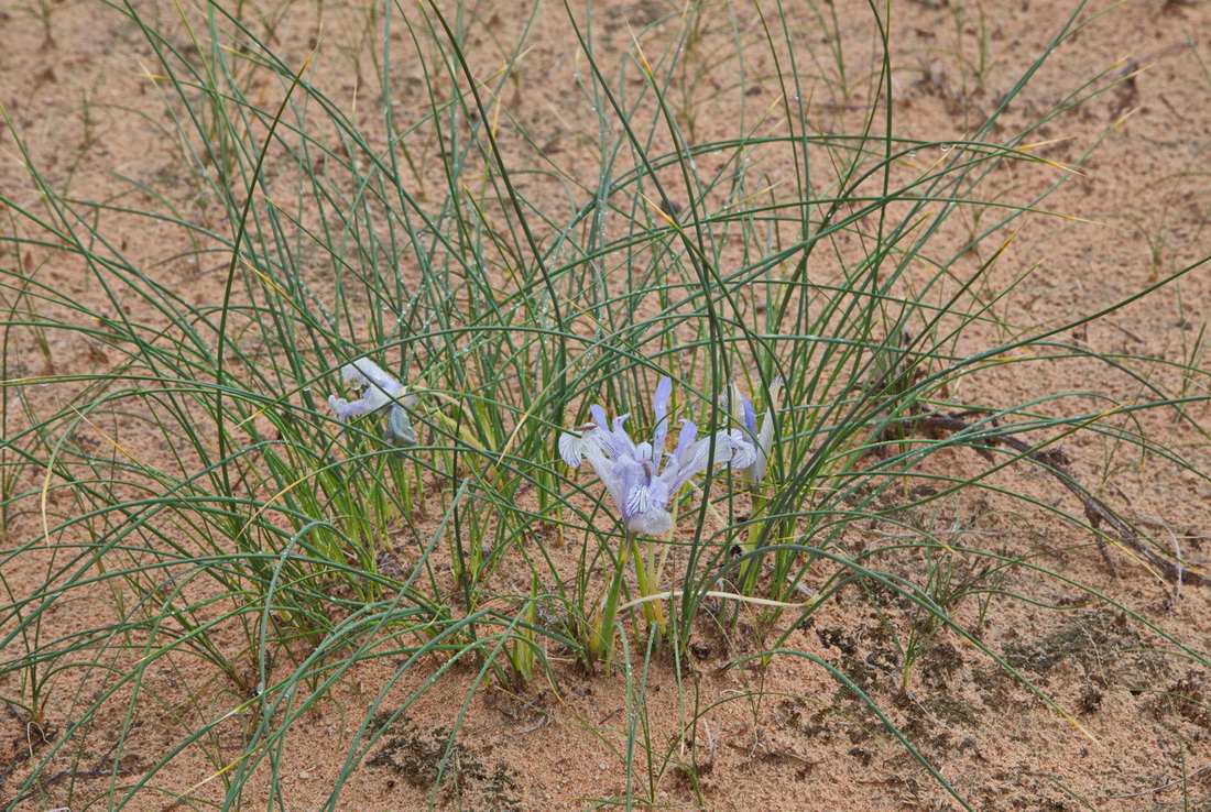 Изображение особи Iris tenuifolia.