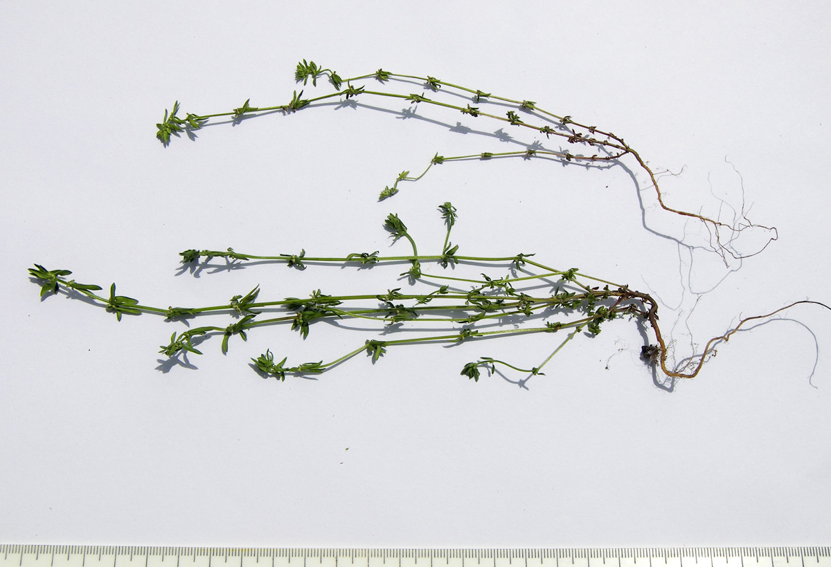 Image of Galium verticillatum specimen.