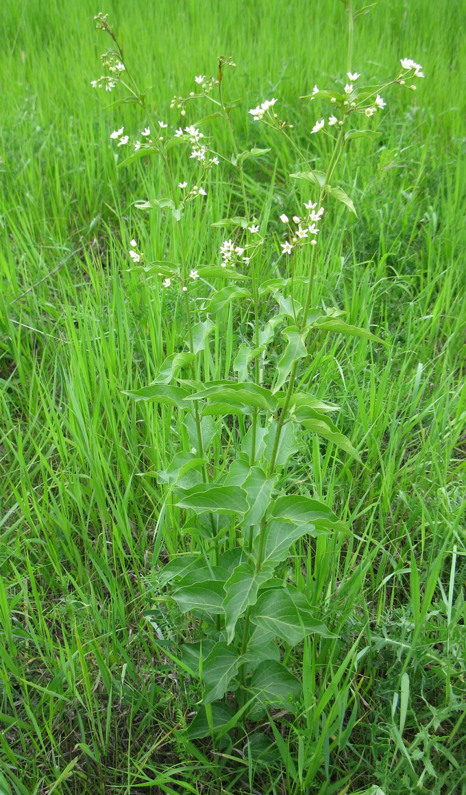 Изображение особи Vincetoxicum albovianum.