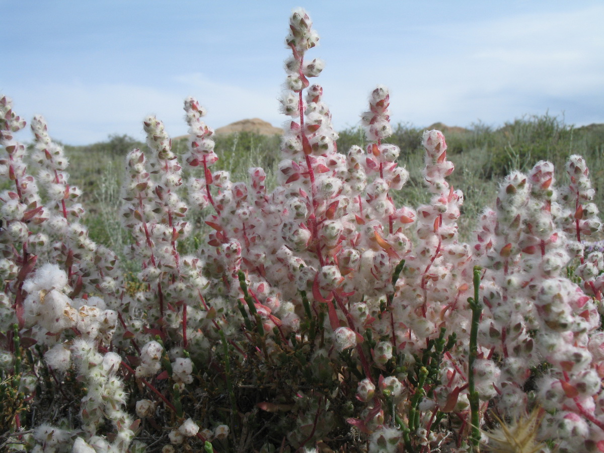 Image of Bassia eriantha specimen.